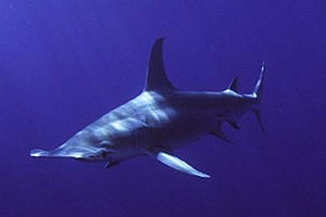 great hammerhead shark