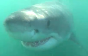 great white shark california