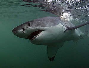 great white shark med