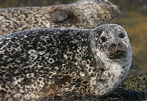 grey seal scotland
