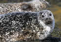 greysealscotlandsm
