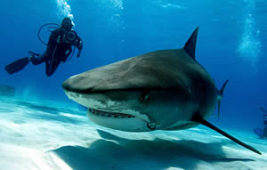 guy harvey filming shark