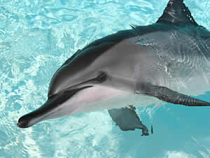 harley spinner dolphin