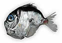 hatchetfish