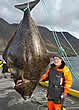 holyhalibut