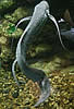 hoppinglungfish