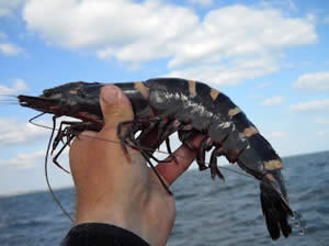 invasive black tiger shrimp