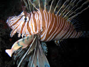invasive lionfish St maarten