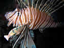 invasivelionfishStmaartensm