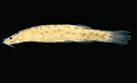 jaguarcatfishStenolicnusixsm