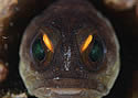 jawfish
