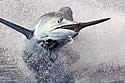 jumpingmarlin