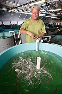 juvenile Florida pompano