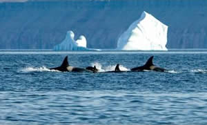 killer Whale arctic food