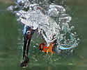 kingfisherdive
