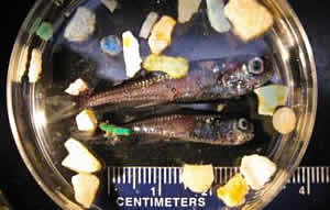 lantern fish plastic pacific garbage patch