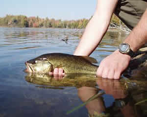 largemouth Bass Catch release