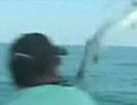 leapingbarracuda