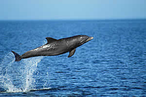 leaping dolphin