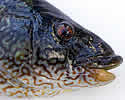 liceeatingwrasse