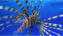 lionfish