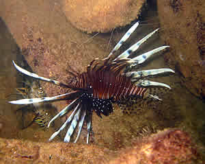 lionfish adult key biscayne