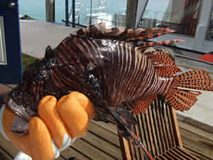 lionfish caught bahamas florida