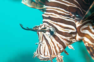 lionfish florida harvest