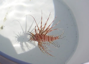 lionfish key biscayne