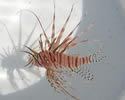 lionfishkeybiscaynesm