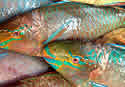 livefishtrade