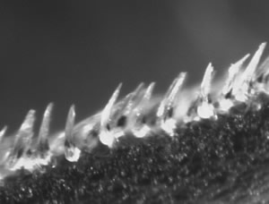 mako shark scales