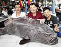 malaygrouper