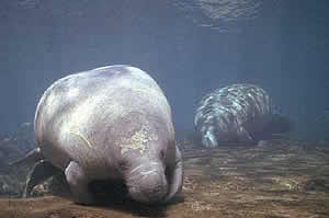 manatee float noaa