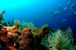 marine life florida keys