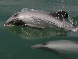 maui dolphin