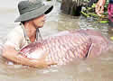 mekongcatfishcaught