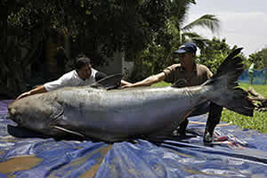 mekong catfish giant