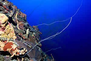 mesophotic zone puerto rico coral