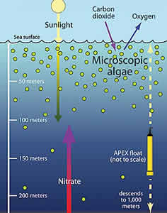 mid ocean algae