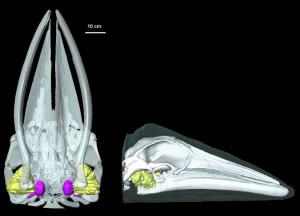 minke whale auditory fat