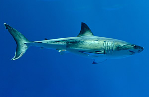 monterey bay aquarium Great white shark six