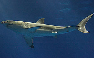 monterey great white shark