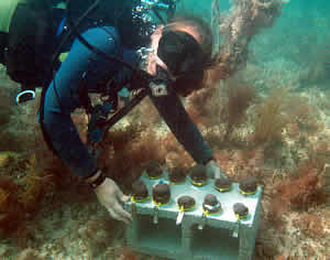 mote coral fragments transplant Gretchen Goodbody Gringley