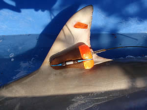 mote shark transmitter catch release