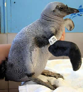 naked african penguin