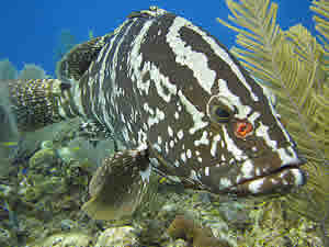 nassau grouper