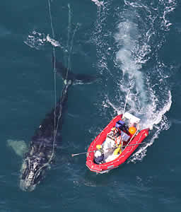 noaa sedated whale entangled