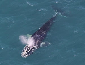 noaa sedated whale entangled freed