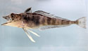 notothenioidssm